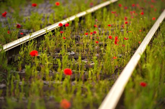 Read more about the article Greening the EU economic and financial governance to stop the collapse of nature